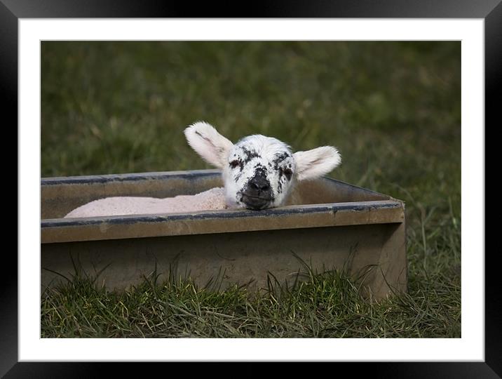 Clever Lamb Framed Mounted Print by Mike Gorton