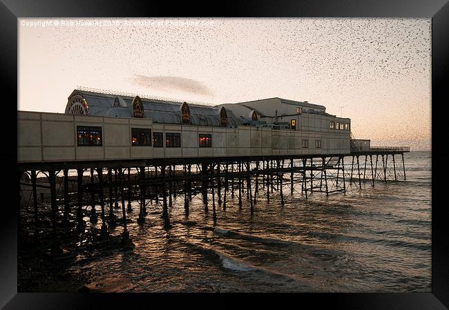  Aberystwyth Murmuration   Framed Print by Rob Hawkins