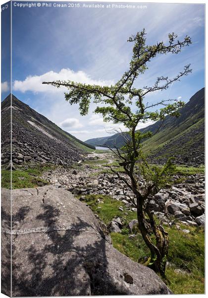 Glendalough valley and tree, Ireland Canvas Print by Phil Crean