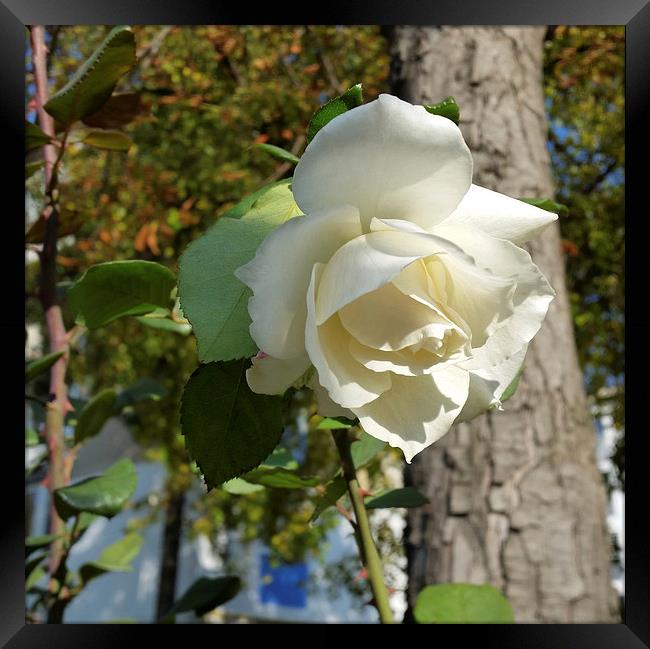  rose near tree Framed Print by Marinela Feier