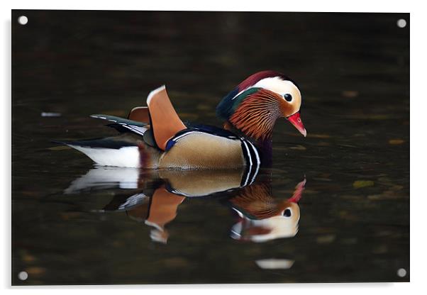 Mandarin Duck Acrylic by Grant Glendinning