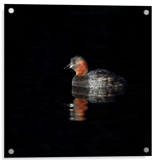 Little Grebe Acrylic by Grant Glendinning