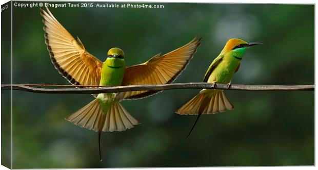  Green Bee-Eater Canvas Print by Bhagwat Tavri