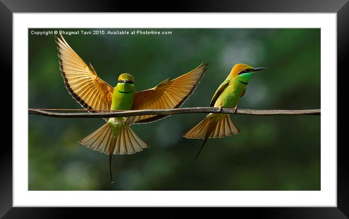  Green Bee-Eater Framed Mounted Print by Bhagwat Tavri