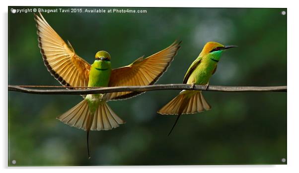  Green Bee-Eater Acrylic by Bhagwat Tavri