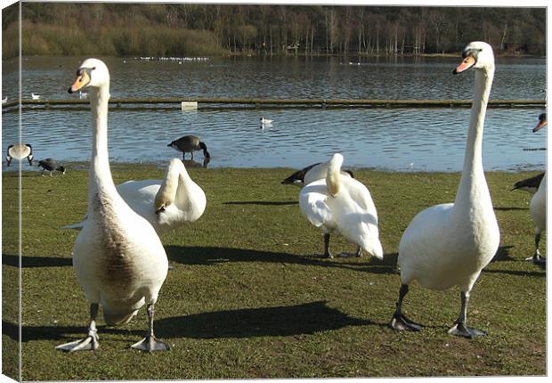 Swanning Around Canvas Print by Chris Day