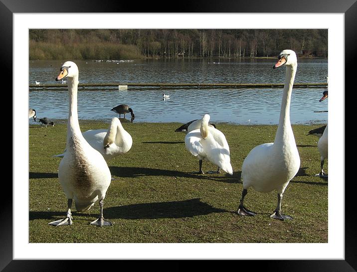 Swanning Around Framed Mounted Print by Chris Day