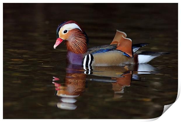 Mandarin Duck Print by Grant Glendinning