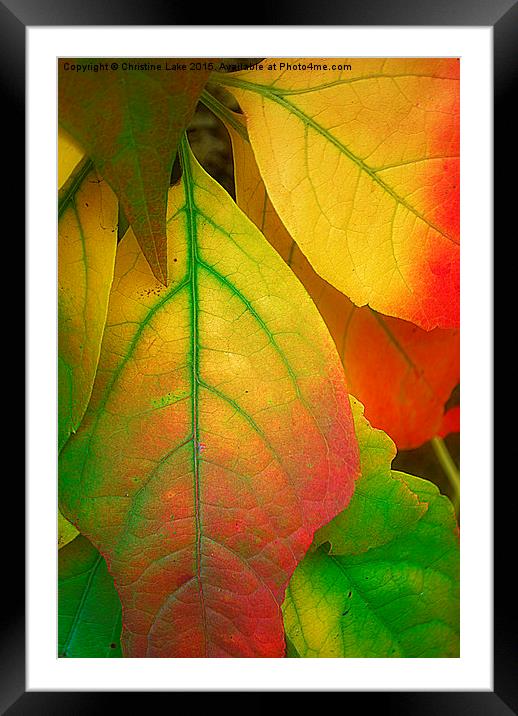  A Song For Autumn Framed Mounted Print by Christine Lake