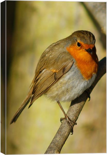 Robin Watching Canvas Print by Dave Windsor