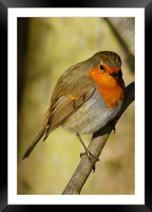 Robin Watching Framed Mounted Print by Dave Windsor