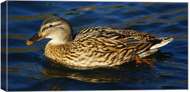 Mallard Duck Side looking Canvas Print by Dave Windsor