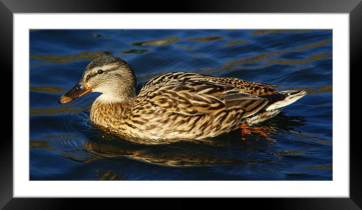 Mallard Duck Side looking Framed Mounted Print by Dave Windsor
