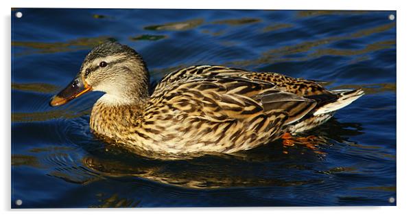 Mallard Duck Side looking Acrylic by Dave Windsor