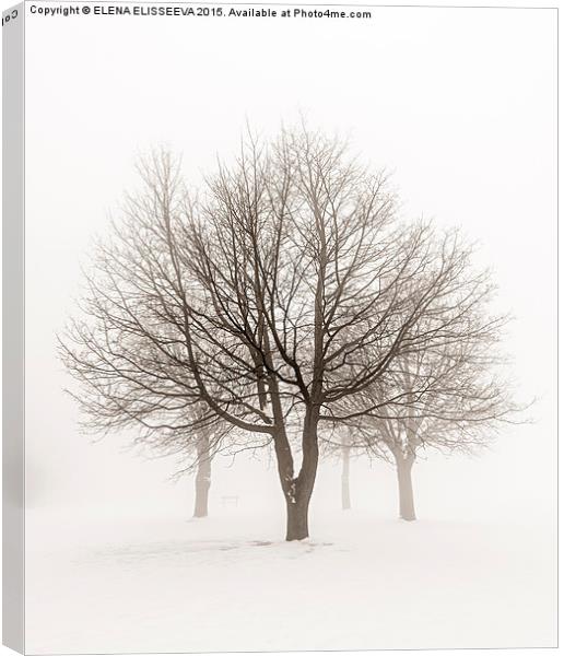 Winter trees in fog Canvas Print by ELENA ELISSEEVA