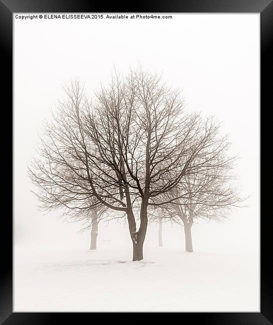Winter trees in fog Framed Print by ELENA ELISSEEVA