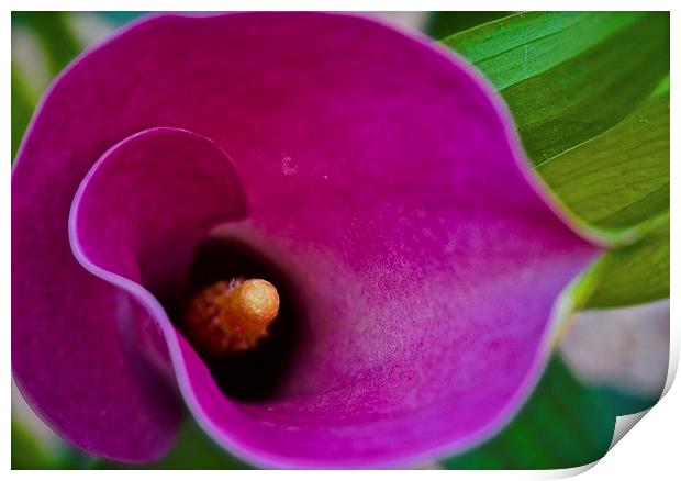  Calla Lily Flower Print by Sue Bottomley