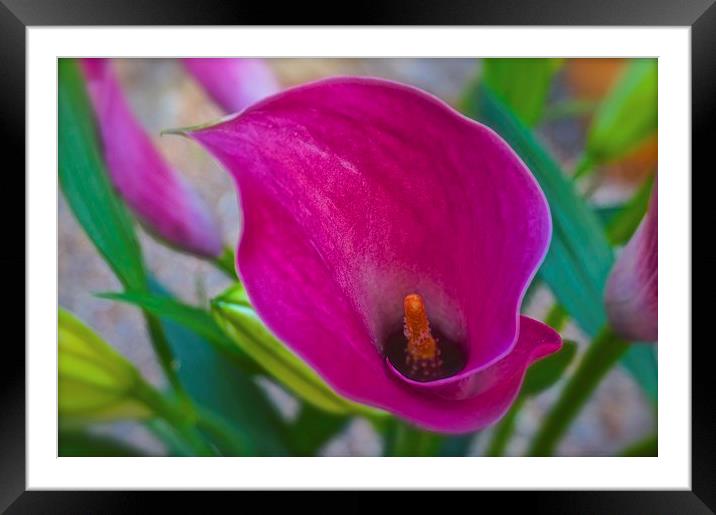  Calla Lily Flower Framed Mounted Print by Sue Bottomley