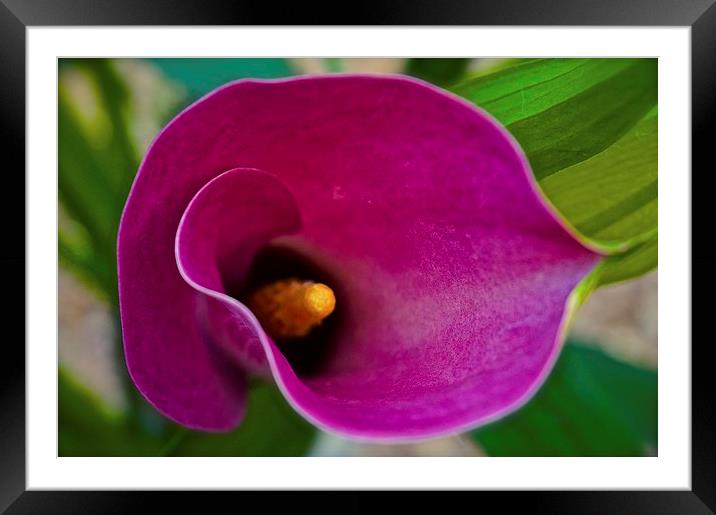 Calla Lily Flower  Framed Mounted Print by Sue Bottomley