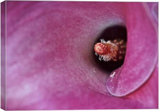 Inside a Calla Lily Flower  Canvas Print by Sue Bottomley
