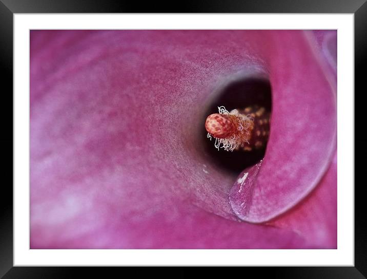 Inside a Calla Lily Flower  Framed Mounted Print by Sue Bottomley