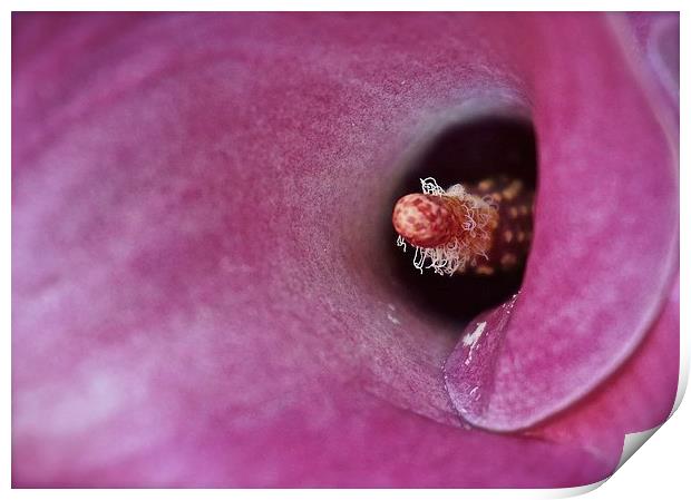 Inside a Calla Lily Flower  Print by Sue Bottomley