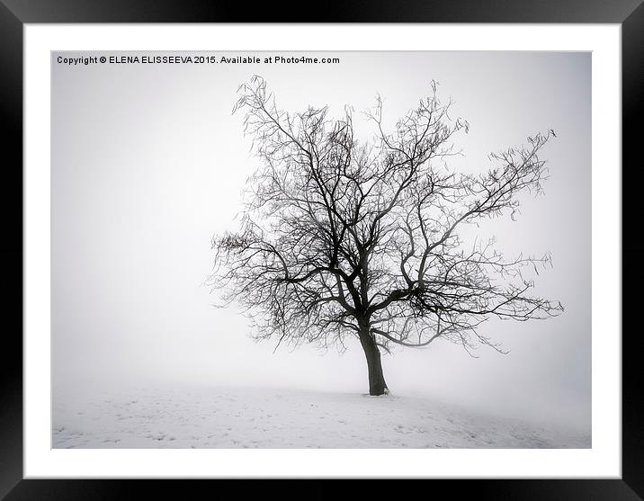 Winter tree in fog Framed Mounted Print by ELENA ELISSEEVA