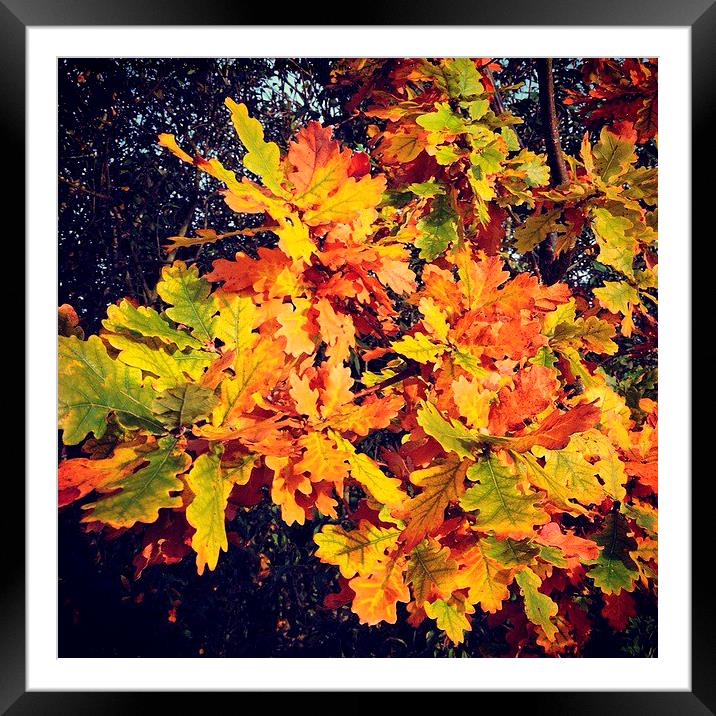  Autumn leaves shades and colours Framed Mounted Print by Emma Healy