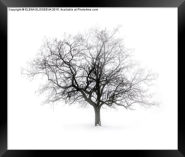 Winter tree in fog Framed Print by ELENA ELISSEEVA