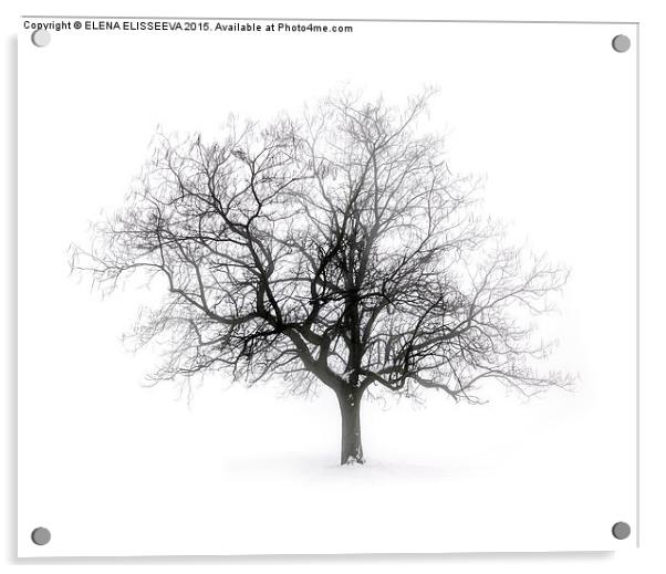 Winter tree in fog Acrylic by ELENA ELISSEEVA