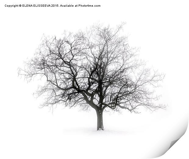 Winter tree in fog Print by ELENA ELISSEEVA