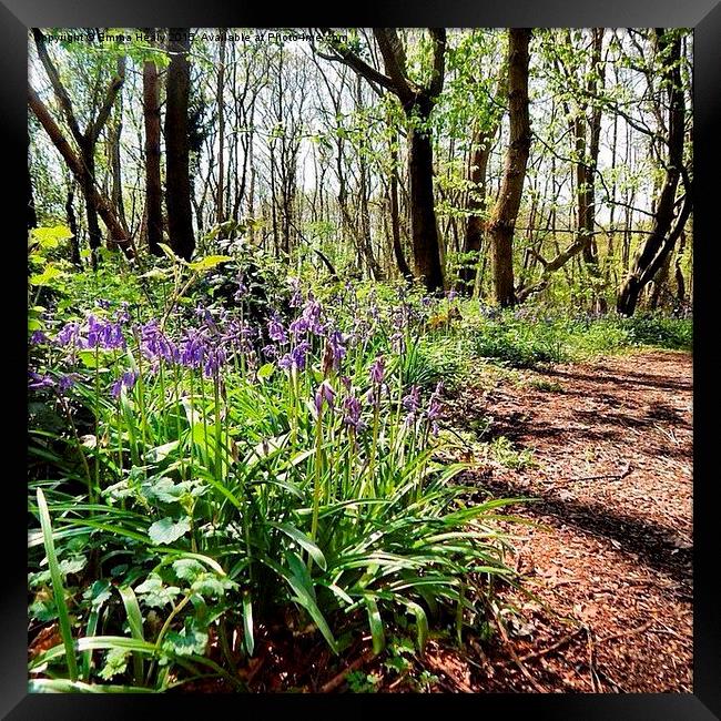  Bluebell woods in the springtime Framed Print by Emma Healy
