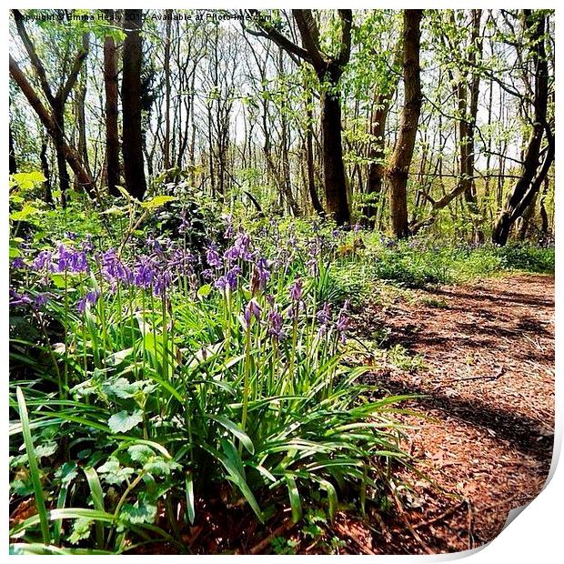  Bluebell woods in the springtime Print by Emma Healy