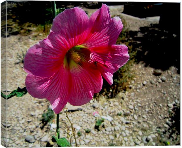  A nice flower in the desert, Canvas Print by Ali asghar Mazinanian