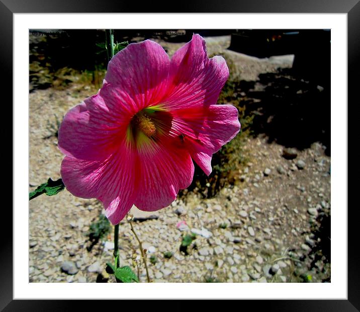  A nice flower in the desert, Framed Mounted Print by Ali asghar Mazinanian