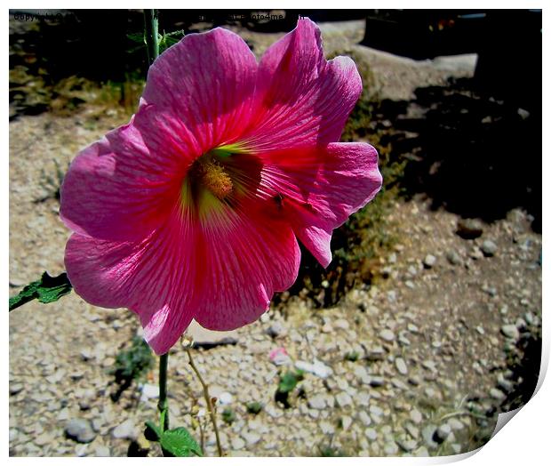  A nice flower in the desert, Print by Ali asghar Mazinanian