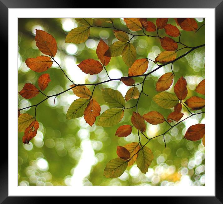  Woodland Bokeh Framed Mounted Print by Tim Bell