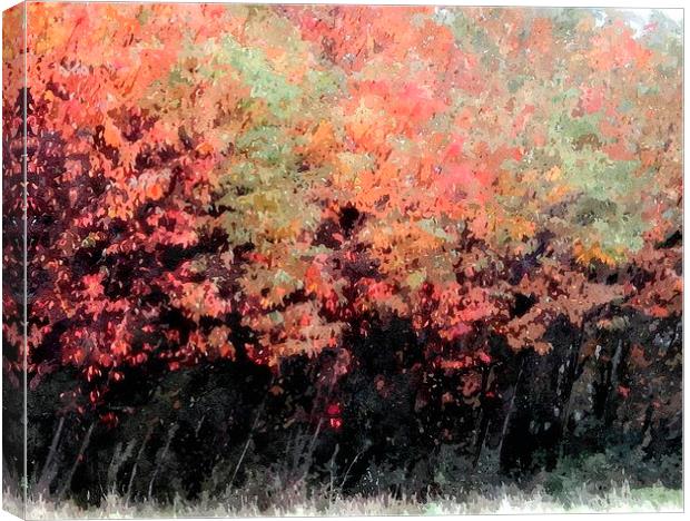  fall shot with alittle color.... Canvas Print by dale rys (LP)