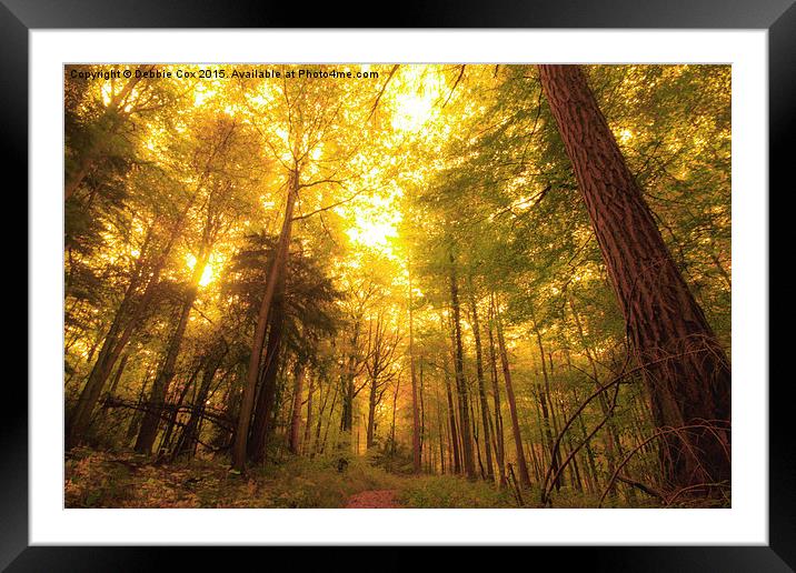  Autumn Sunlight Framed Mounted Print by Debbie Cox