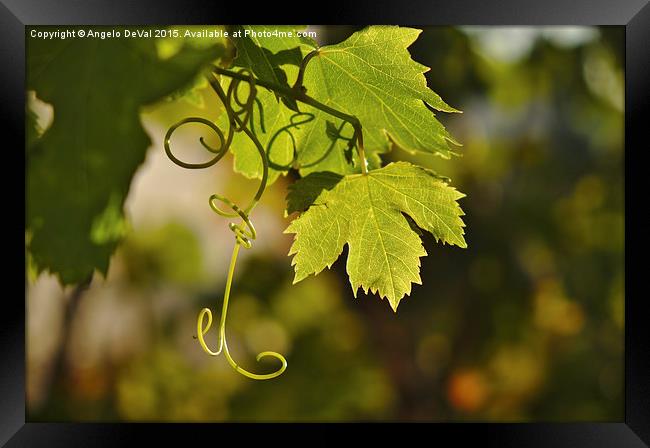 Mediterranean Grape Vine  Framed Print by Angelo DeVal