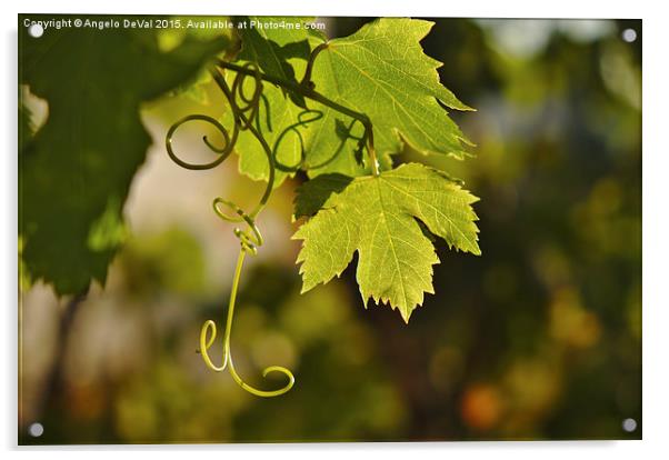 Mediterranean Grape Vine  Acrylic by Angelo DeVal