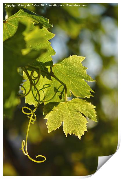 Serene Mediterranean Vineyard Print by Angelo DeVal