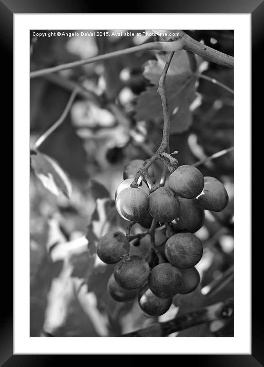 Mediterranean Grapes in Monochrome  Framed Mounted Print by Angelo DeVal