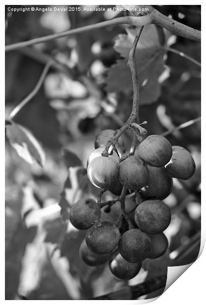 Mediterranean Grapes in Monochrome  Print by Angelo DeVal