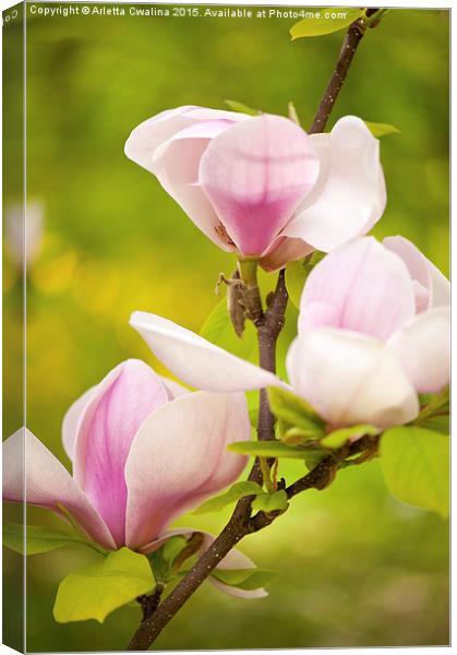 Pink magnolia new buds Canvas Print by Arletta Cwalina