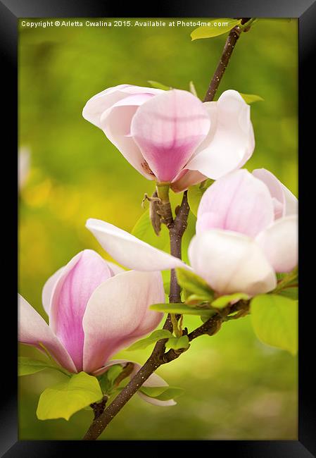 Pink magnolia new buds Framed Print by Arletta Cwalina