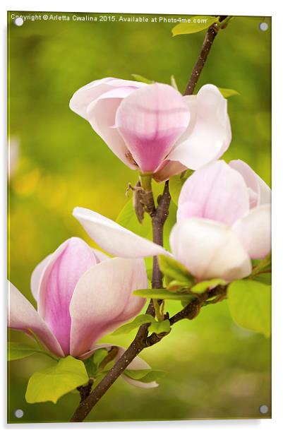 Pink magnolia new buds Acrylic by Arletta Cwalina