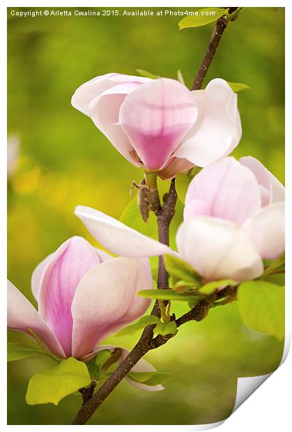 Pink magnolia new buds Print by Arletta Cwalina