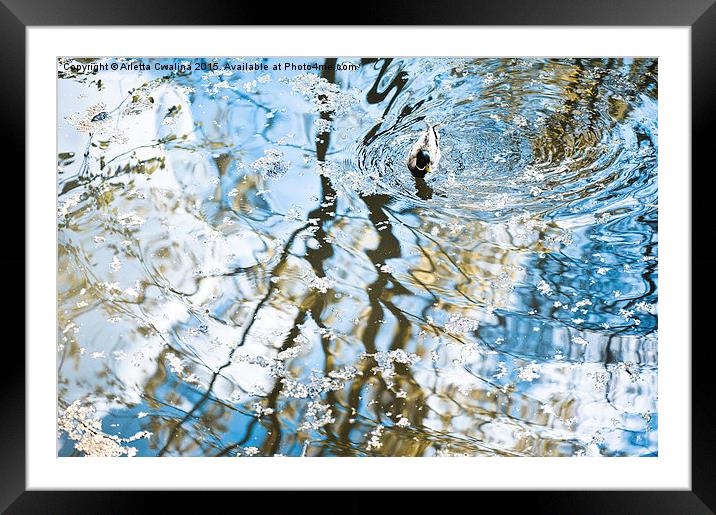 Duck in water reflections abstract Framed Mounted Print by Arletta Cwalina