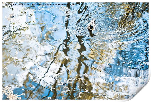 Duck in water reflections abstract Print by Arletta Cwalina